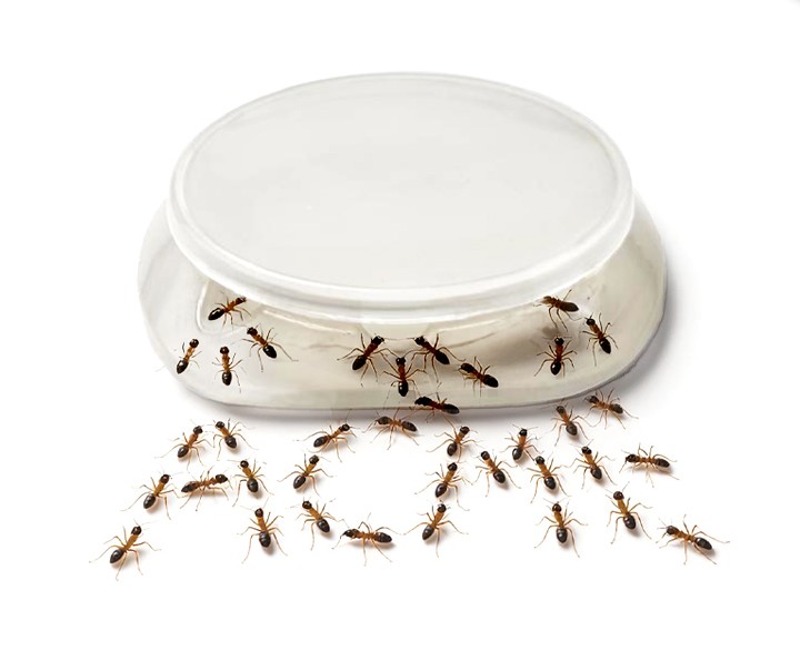 Cebadera gel hormiga x 20un